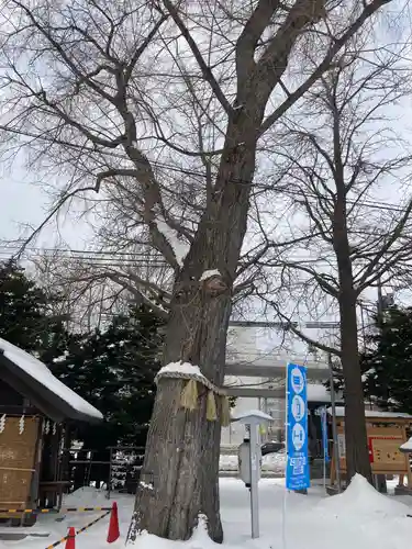 札幌諏訪神社の自然