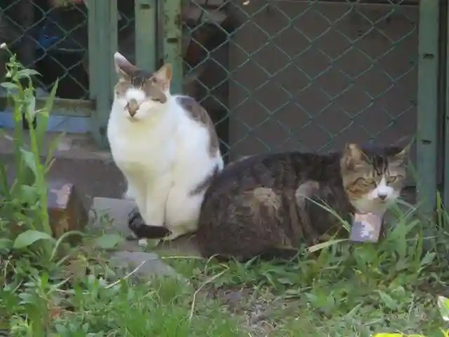 熊野若王子神社の動物