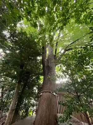 鎮守氷川神社(埼玉県)