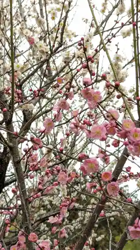 梅宮大社(京都府)