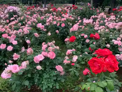 武州与野天祖神社の自然