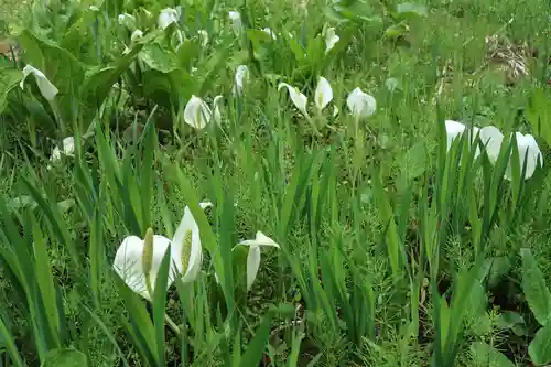白山中居神社(岐阜県)