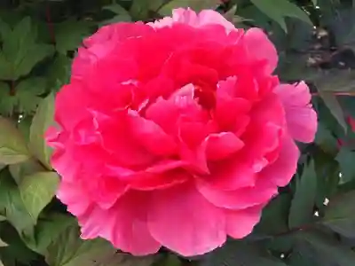 龍華寺(神奈川県)