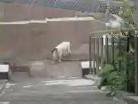 鹿角八坂神社の動物