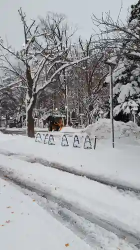 新琴似神社の自然