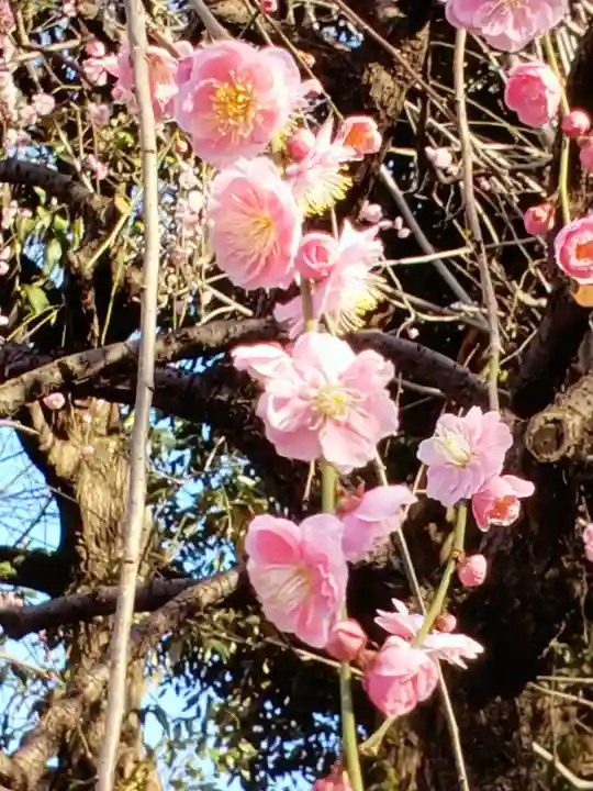 新井薬師(梅照院)(東京都)