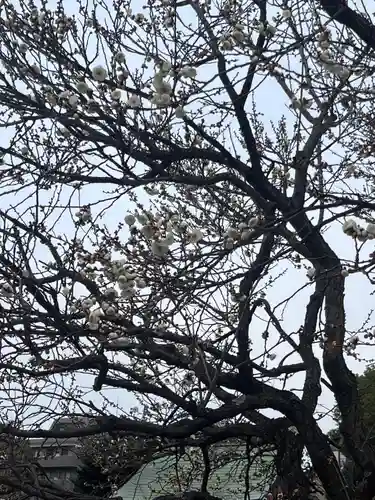 亀戸天神社(東京都)