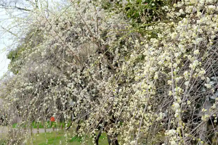 多治速比売神社の自然