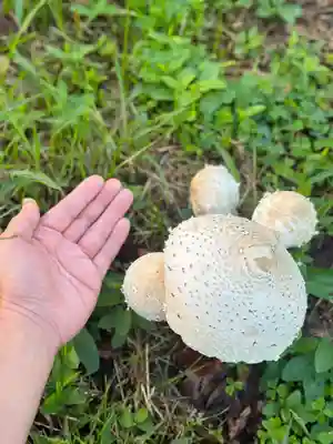 浄土寺(兵庫県)