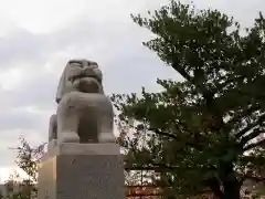 赤城神社の狛犬