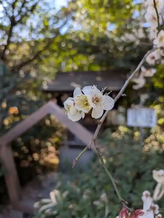 阿佐ヶ谷神明宮(東京都)