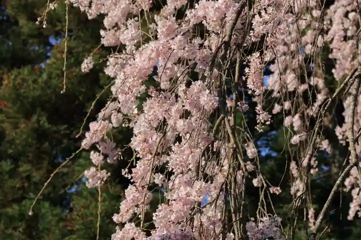 正観音堂の自然