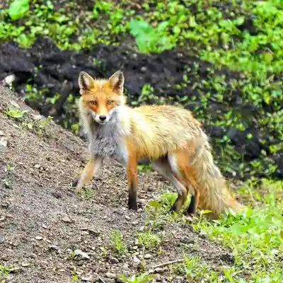 美幌神社(北海道)