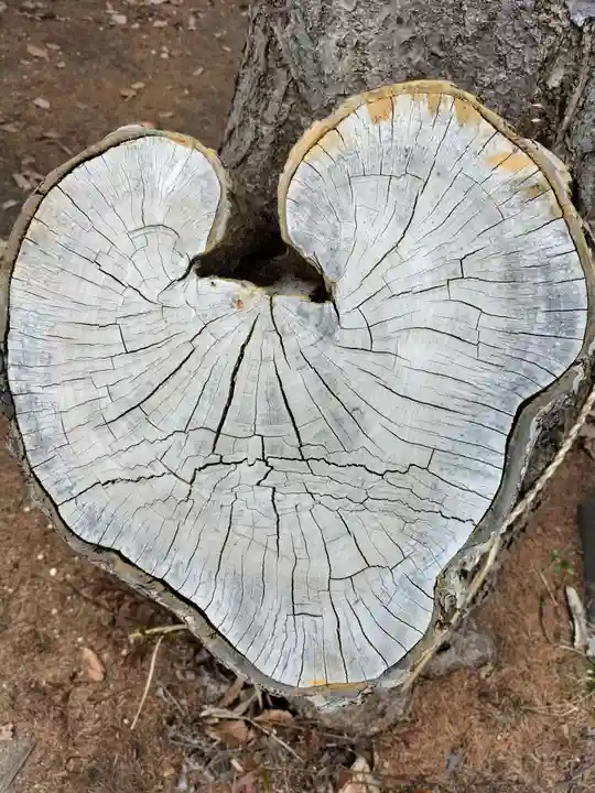 大谷地神社の自然