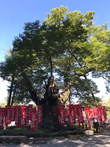 秩父今宮神社の自然