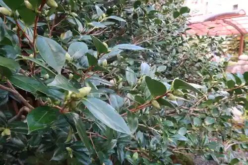 地蔵院（椿寺）の自然