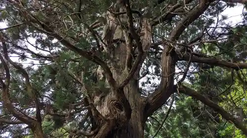 牛尾神社の自然