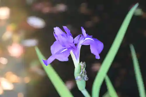 鹿島大神宮の自然
