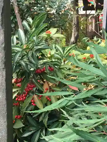 武蔵野八幡宮の自然