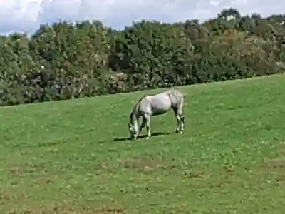 浦河神社(北海道)