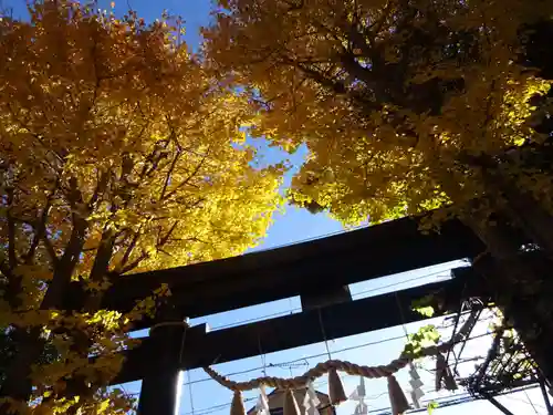 菊名神社の鳥居