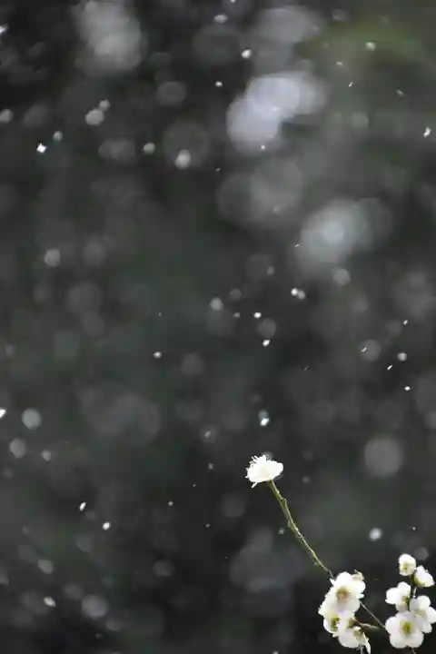 正安寺(神奈川県)