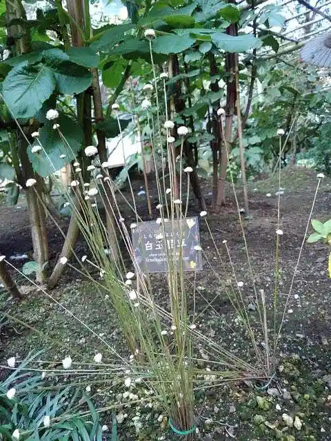 上野東照宮の庭園