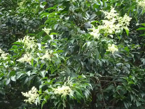 亀ケ池八幡宮の自然