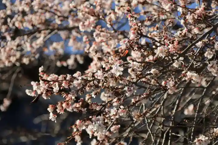鹿島大神宮の庭園