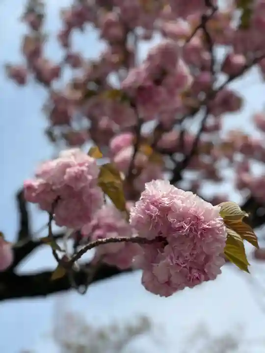 靖國神社の自然
