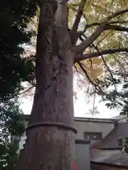 鎮守氷川神社の自然