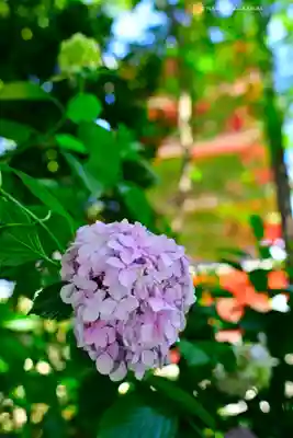 高幡不動尊　金剛寺(東京都)