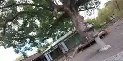 平野神社(京都府)