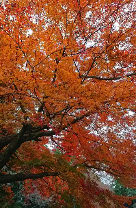 唐澤山神社の自然