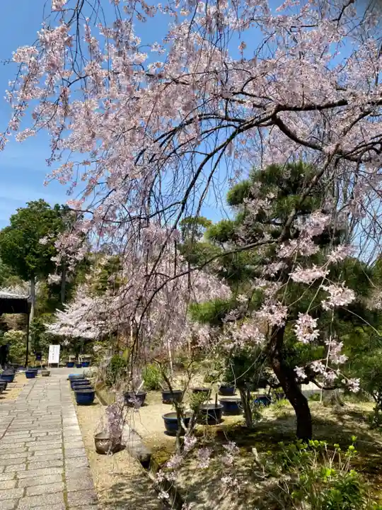 法金剛院の自然