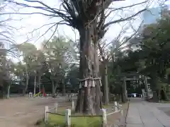 赤坂氷川神社の自然