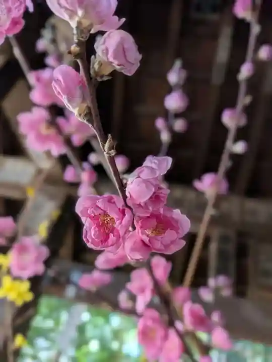 赤坂氷川神社(東京都)