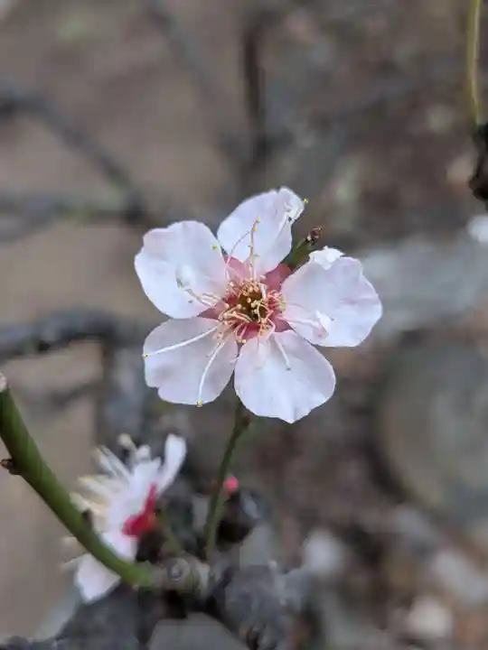 田端神社(東京都)