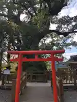 蒲生八幡神社の自然