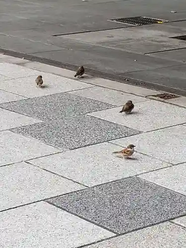 日枝神社の動物