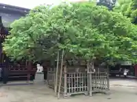 太宰府天満宮(福岡県)