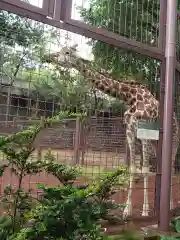 寛永寺不忍池弁天堂の動物