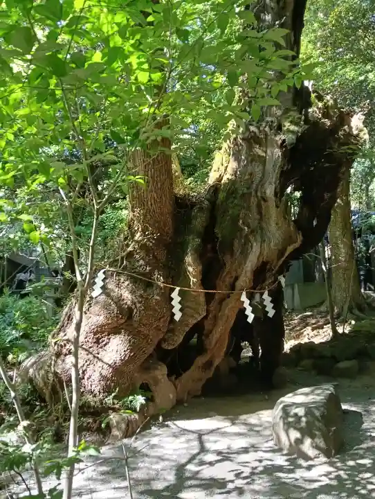 來宮神社の{uncategorized: "未分類", other: "その他", undefined: "問題あり", building: "その他建物", grave: "お墓", sacred_gate: "鳥居", guardian: "狛犬", statue: "像", buddha: "仏像", history: "歴史", nature: "自然", garden: "庭園", animal: "動物", pagoda: "塔", temizu: "手水舎", mountain_gate: "山門・神門", sanctuary: "本殿・本堂", subordinate: "末社・摂社", art: "芸術", scenery: "景色", jizo: "地蔵", ema: "絵馬", goshuin: "御朱印", omikuji: "おみくじ", items: "授与品その他", amulet: "お守り", goshuincho: "御朱印帳", eats: "食事", festival: "お祭り", votive_dance: "神楽", shichigosan: "七五三参", wedding: "結婚式", experience: "体験その他", initially: "初詣", around: "周辺", anti_infection: "感染症対策"}