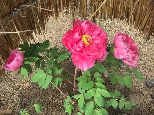 當麻寺 奥院の自然