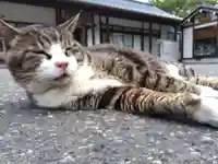 御誕生寺(猫寺)(福井県)