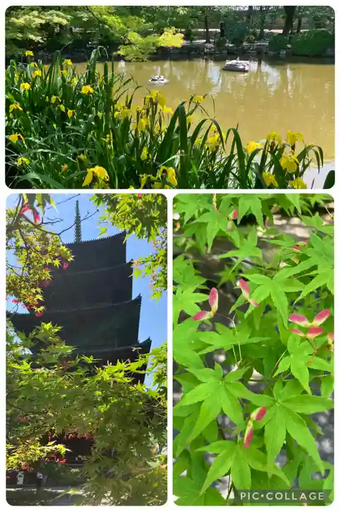 東寺(教王護国寺)の自然