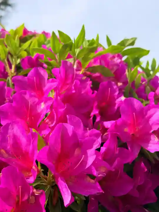 船寺神社の{uncategorized: "未分類", other: "その他", undefined: "問題あり", building: "その他建物", grave: "お墓", sacred_gate: "鳥居", guardian: "狛犬", statue: "像", buddha: "仏像", history: "歴史", nature: "自然", garden: "庭園", animal: "動物", pagoda: "塔", temizu: "手水舎", mountain_gate: "山門・神門", sanctuary: "本殿・本堂", subordinate: "末社・摂社", art: "芸術", scenery: "景色", jizo: "地蔵", ema: "絵馬", goshuin: "御朱印", omikuji: "おみくじ", items: "授与品その他", amulet: "お守り", goshuincho: "御朱印帳", eats: "食事", festival: "お祭り", votive_dance: "神楽", shichigosan: "七五三参", wedding: "結婚式", experience: "体験その他", initially: "初詣", around: "周辺", anti_infection: "感染症対策"}