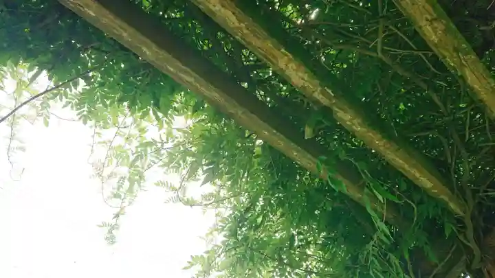 神明社(国府宮神明社)の自然