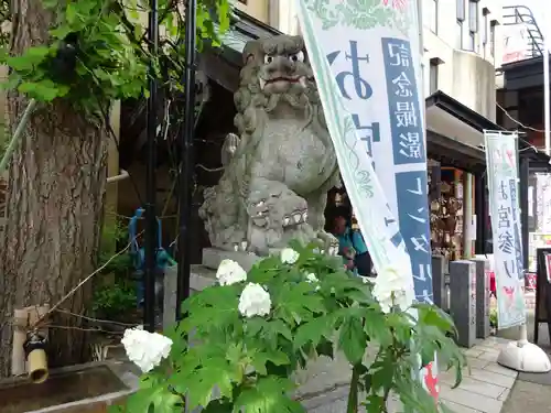 菊名神社の狛犬