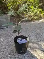 石内のお大師さん 金剛院(広島県)